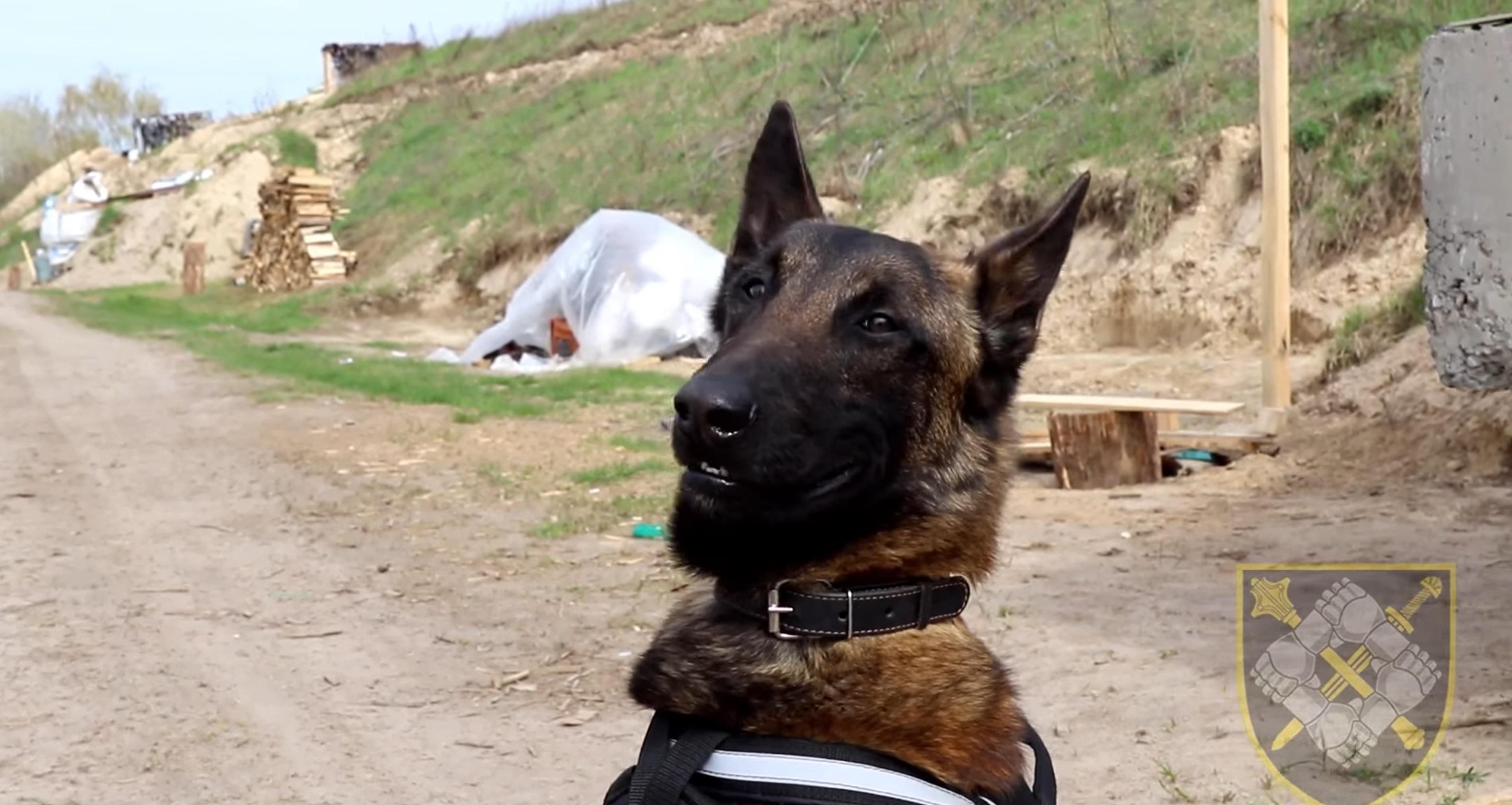 У бойового пса Патрона з’явився конкурент – перспективний бельгієць Алмаз У бойового пса Патрона з’явився конкурент – перспективний бельгієць Алмаз