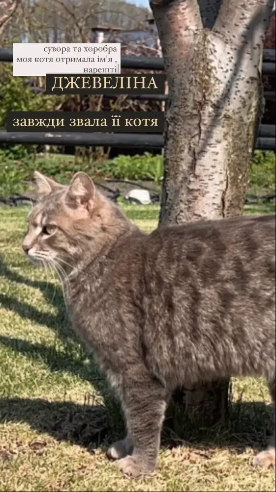Кошка Тины Кароль Джавелина