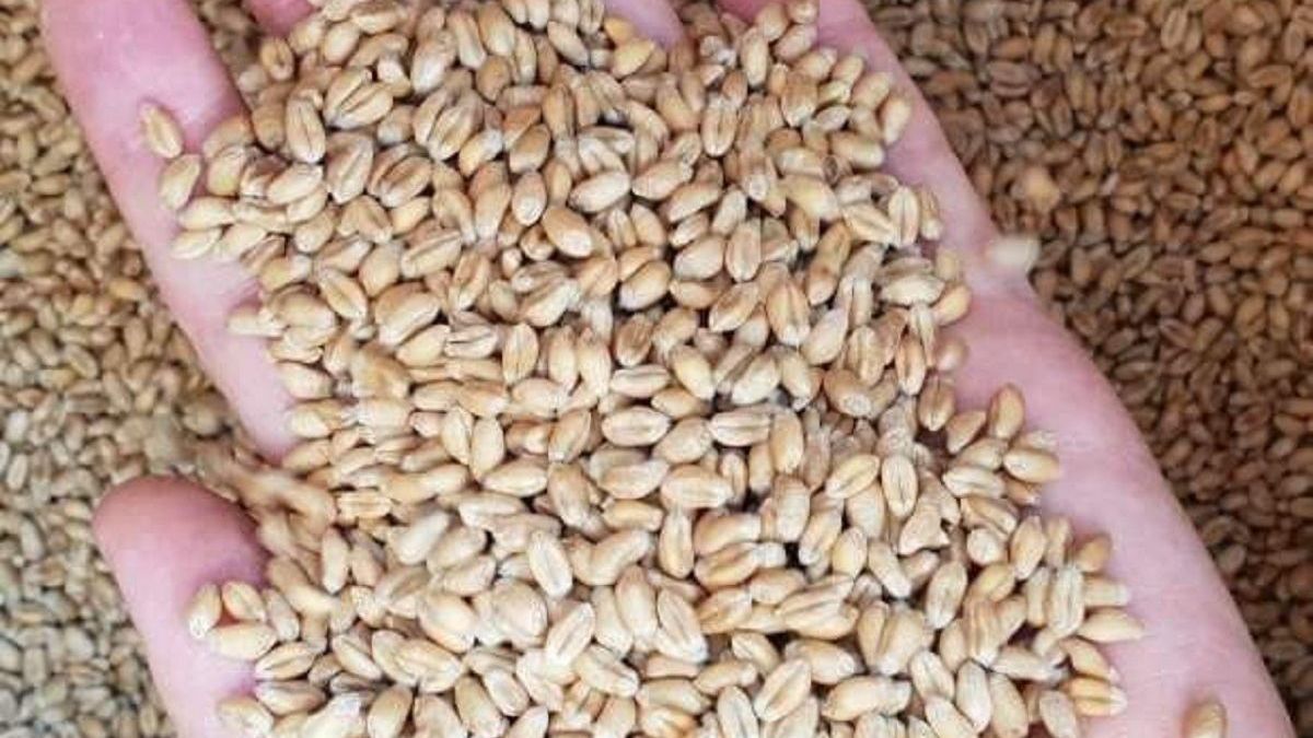 Росіяни вивезли з Луганщини запас зерна майже на 3 роки – близько 100 тисяч тонн