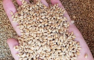 Россияне вывезли из Луганской области запас зерна почти на 3 года – около 100 тысяч тонн