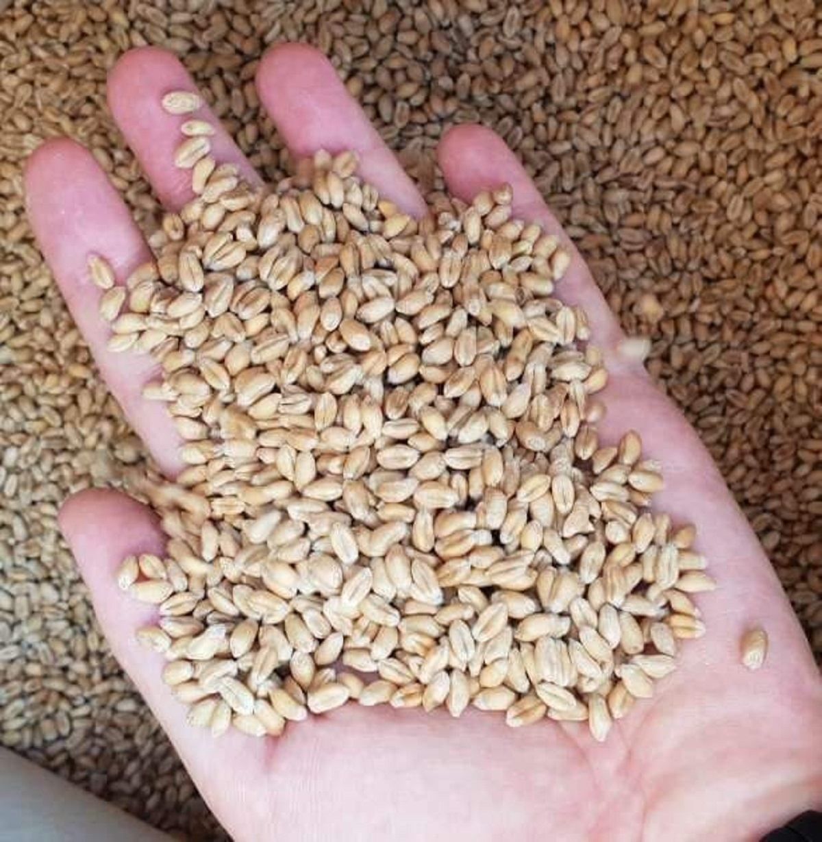 Россияне вывезли из Луганской области запас зерна почти на 3 года – около 100 тысяч тонн