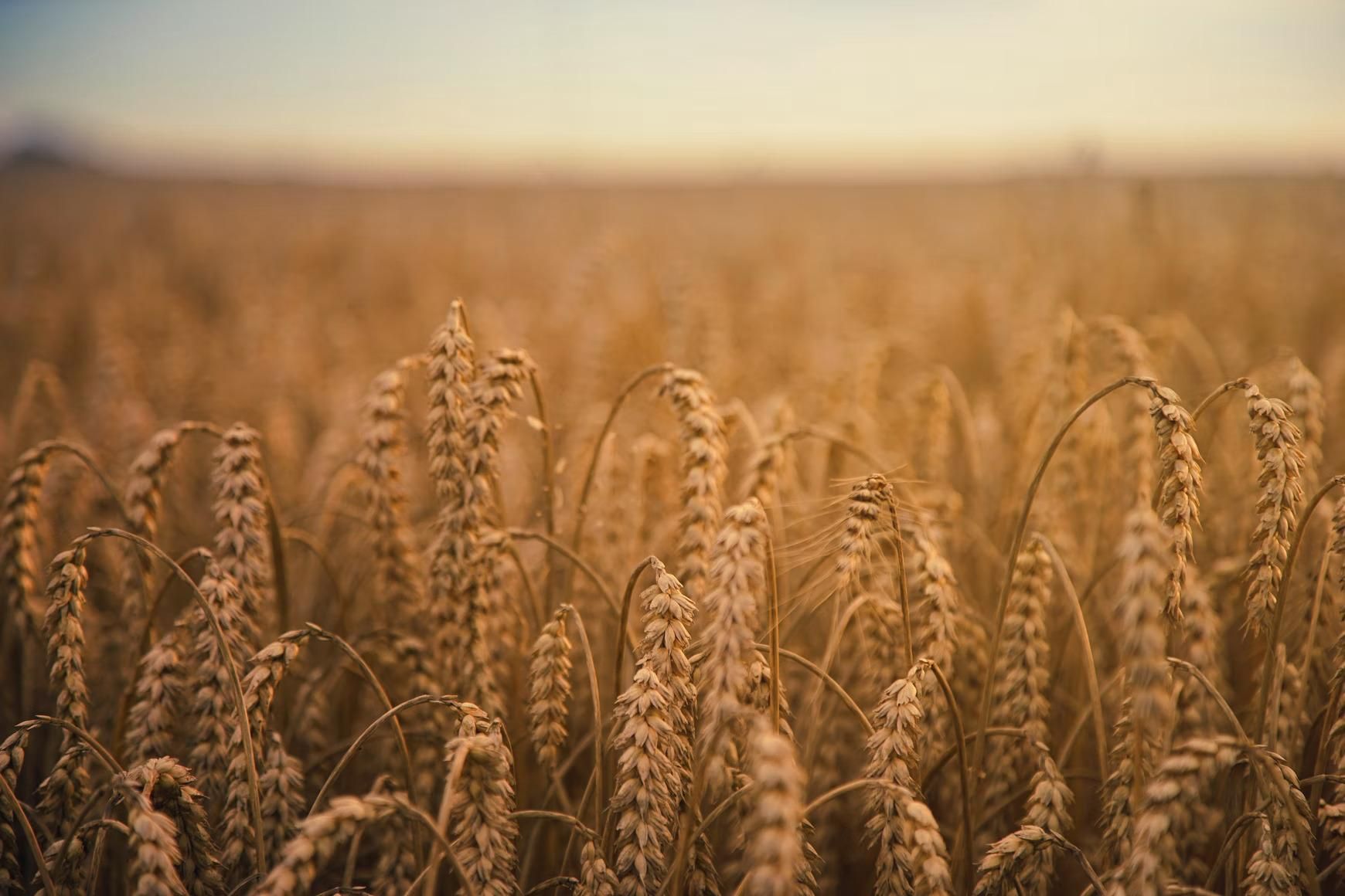 Близько 25 мільйонів тонн зерна застрягли в Україні: це впливає на ціни в усьому світі