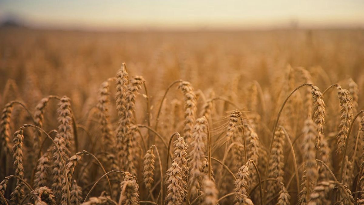 Около 25 миллионов тонн зерна застряли в Украине: это влияет на цены по всему миру
