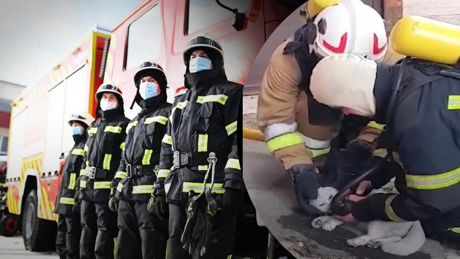 Кожне життя – цінне: в Умані рятувальники реанімували кота, якого витягли з палаючої квартири Кожне життя – цінне: в Умані рятувальники реанімували кота, якого витягли з палаючої квартири