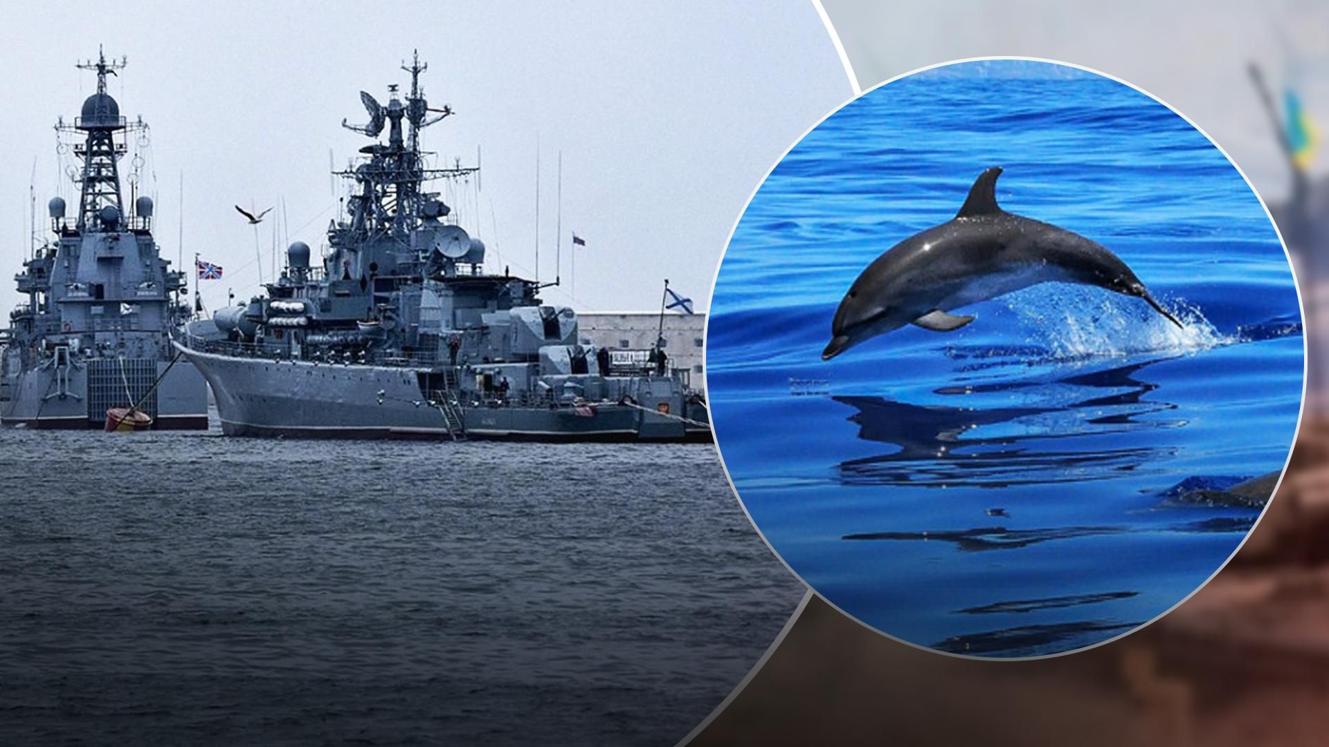 Военные корабли России стали причиной гибели дельфинов и некоторых рыб в Черном море
