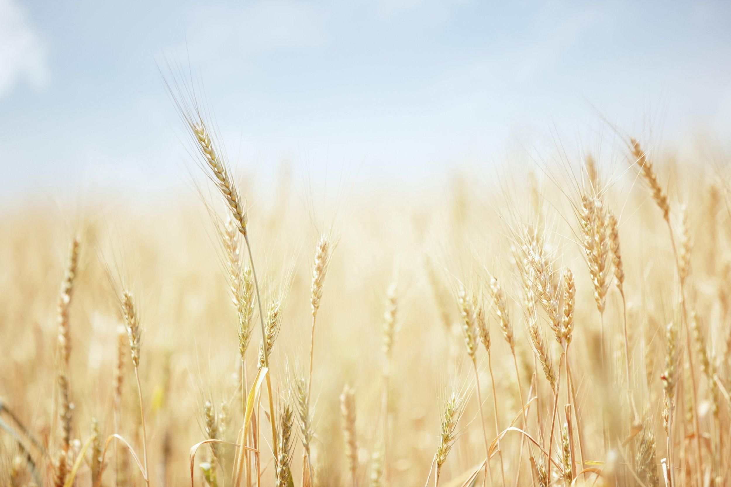 На фоне роста цен из-за войны в Украине Индия запретила экспорт пшеницы