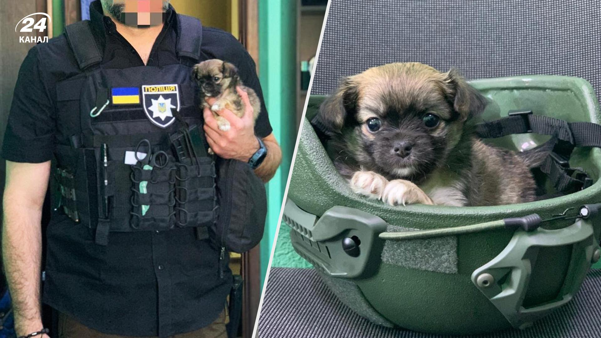 Полицейский спас щенка и назвал его Азов: трогательная история