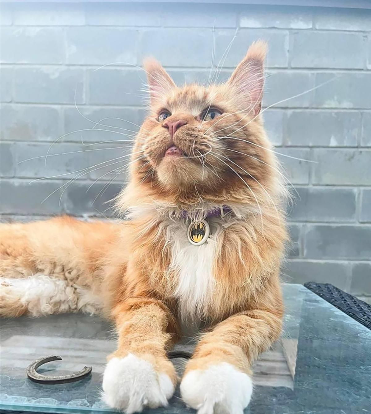 Кіт з Бучі втік від окупантів, які його вкрали: неймовірна історія порятунку Кіт з Бучі втік від окупантів, які його вкрали: неймовірна історія порятунку