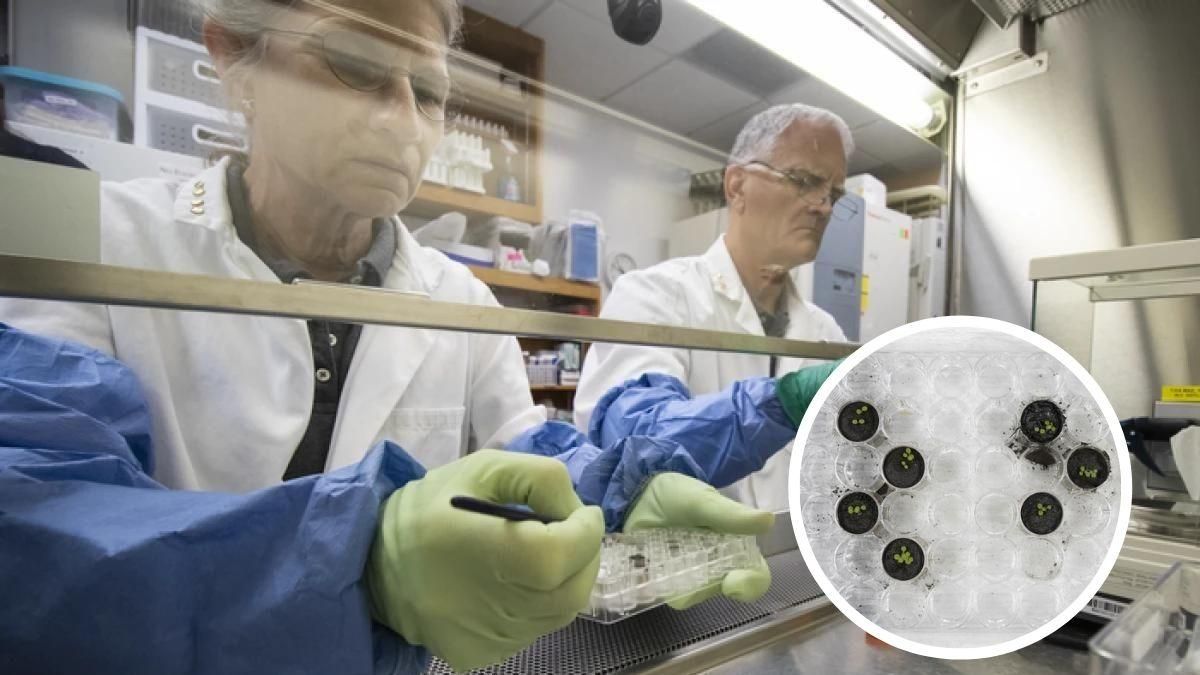 Ученые из Флориды впервые вырастили растения в лунной почве - Техно