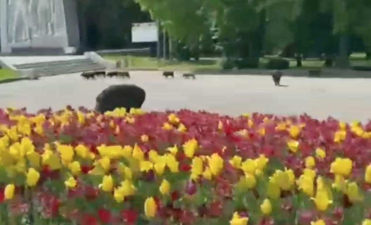 Природа в Харькове очистилась настолько, что в город пришли дикие кабаны: забавное видео Природа в Харькове очистилась настолько, что в город пришли дикие кабаны: забавное видео