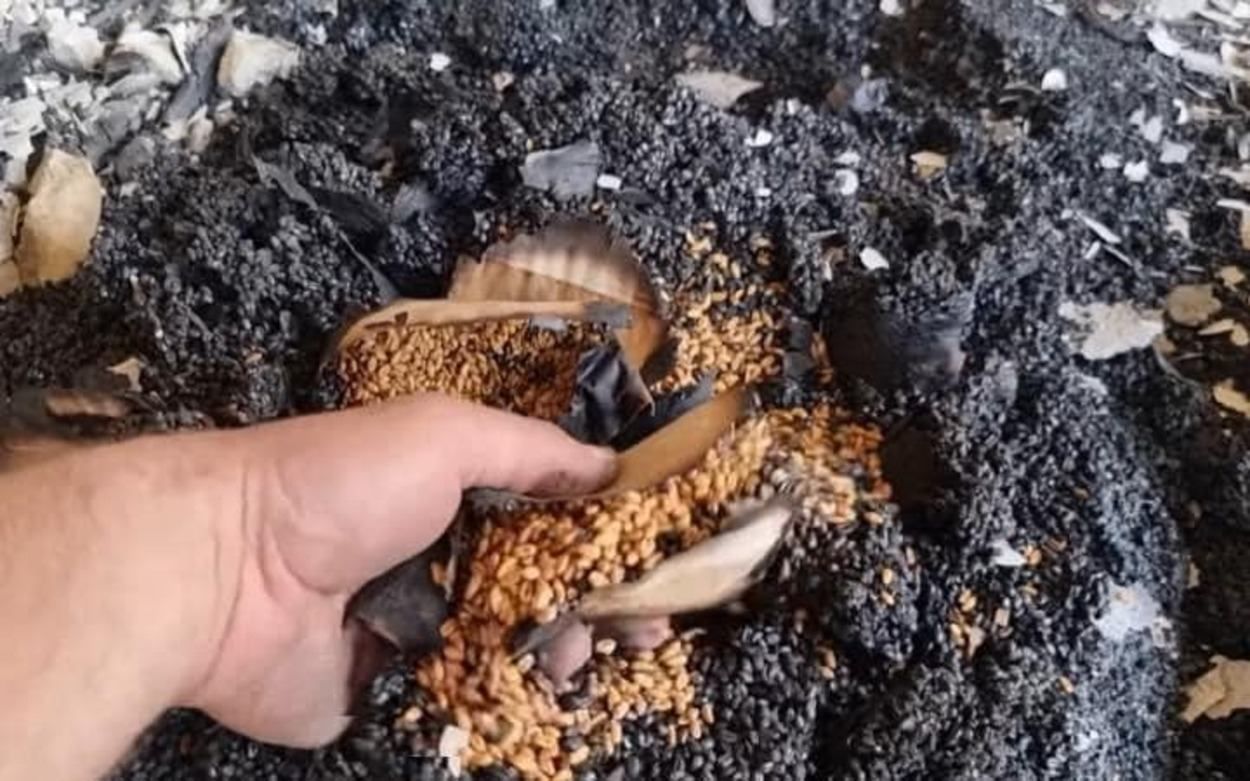 У Харкові окупанти знищили єдиний в Україні Національний центр генетичних ресурсів рослин У Харкові окупанти знищили єдиний в Україні Національний центр генетичних ресурсів рослин