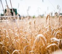 Збільшити перевезення зерна до 2,5 тонн: з якою країною Україна посилює співпрацю щодо експорту