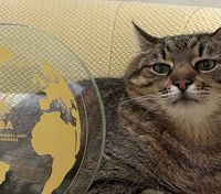 В сине-желтой бабочке: украинский кот Степан взял блогерскую награду в Каннах