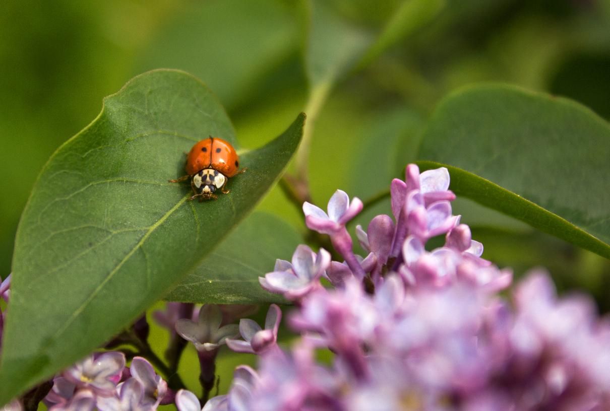 Північ України накриє дощами: прогноз погоди на 20 травня Північ України накриє дощами: прогноз погоди на 20 травня