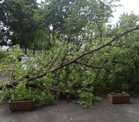 У Дніпрі сильний буревій повикорчовував дерева: фото наслідків негоди