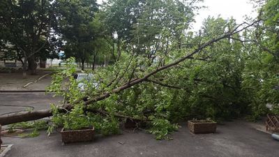 В Днепре сильный ураган выкорчевал деревья: фото последствий непогоды