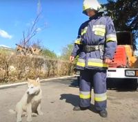 Пожежники на Харківщині прихистили цуценя, яке ледь не загинуло від обстрілів: щеплива історія