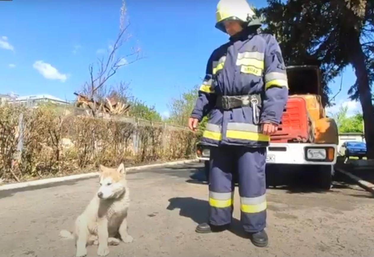 Пожежники на Харківщині прихистили цуценя, яке ледь не загинуло від обстрілів: щемлива історія