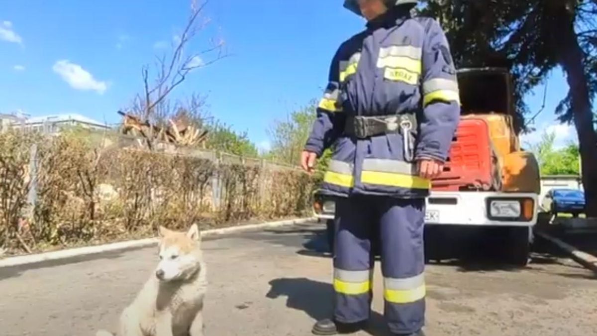 Пожарные на Харьковщине приютили щенка, который едва не погиб от обстрелов: милая история