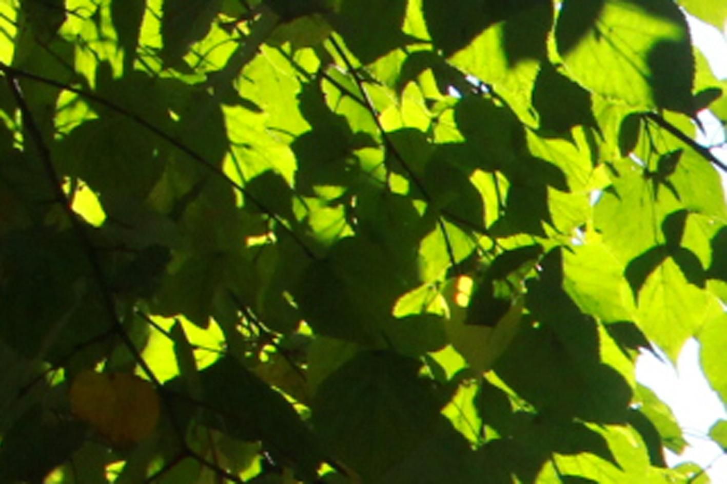 Вітер вщухне, а температура підійметься: прогноз погоди на 24 травня Вітер вщухне, а температура підійметься: прогноз погоди на 24 травня