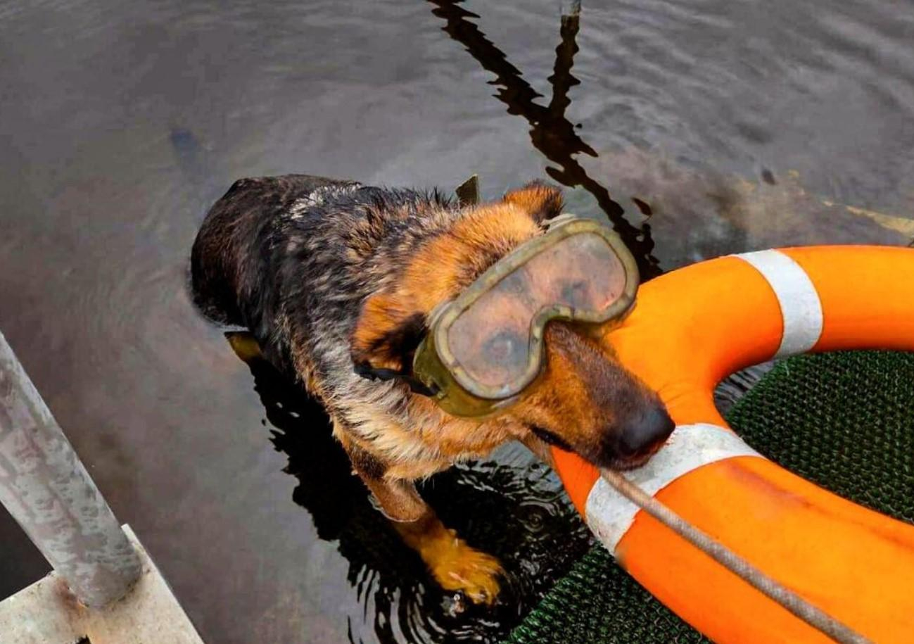 В Черкасской области в ГСЧС служит собака-водолаз Найда