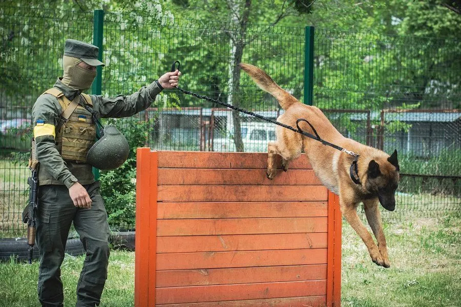 Собака Макс Собака Макс