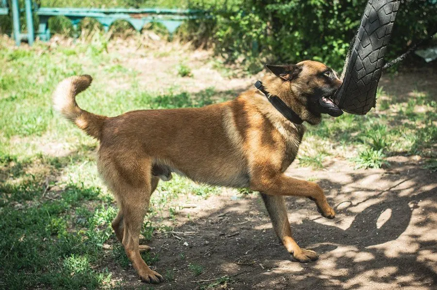 Собака Макс Собака Макс