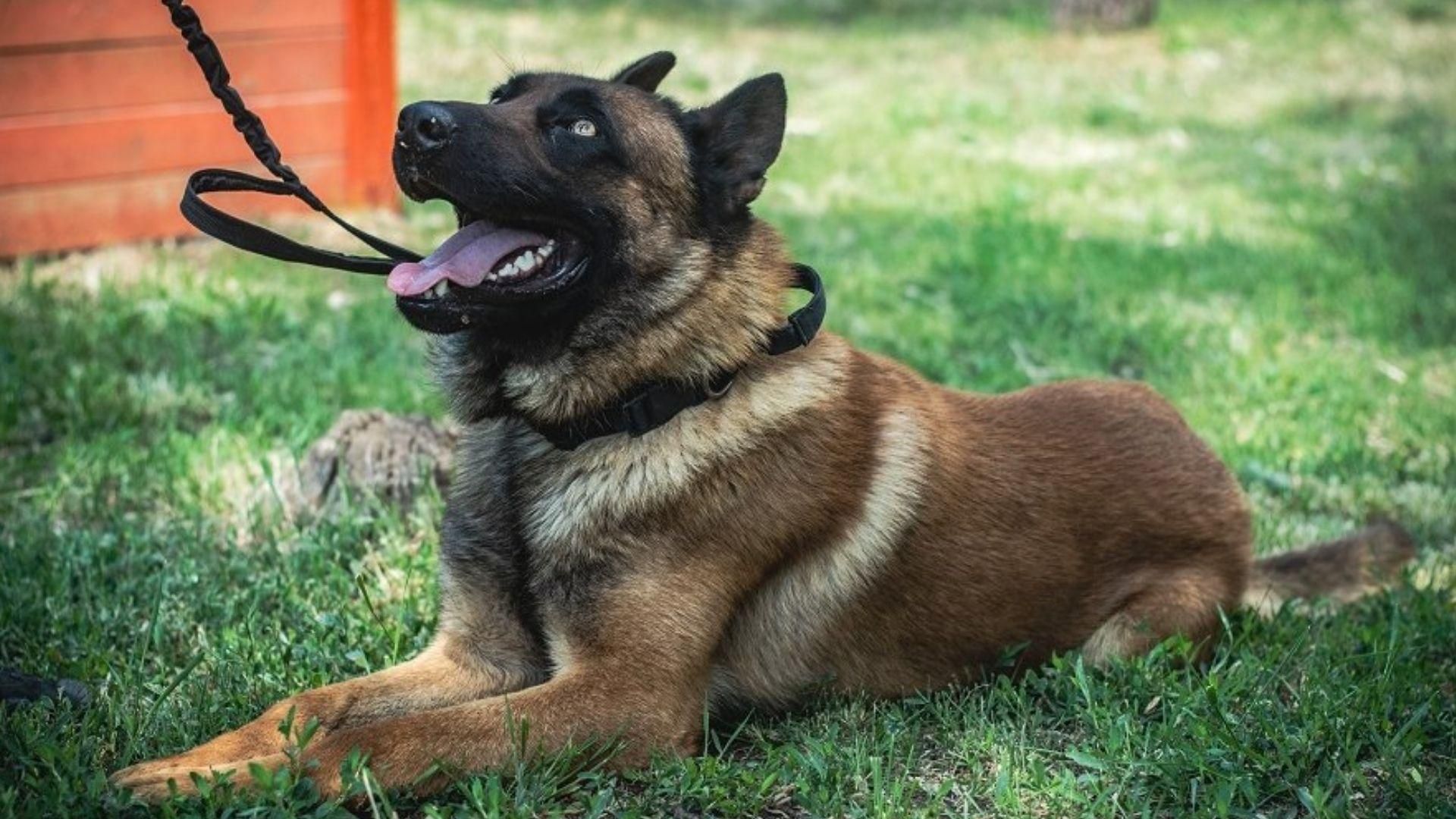 Брошенный россиянами пес Макс служит на украинском блокпосте и ищет диверсантов Брошенный россиянами пес Макс служит на украинском блокпосте и ищет диверсантов