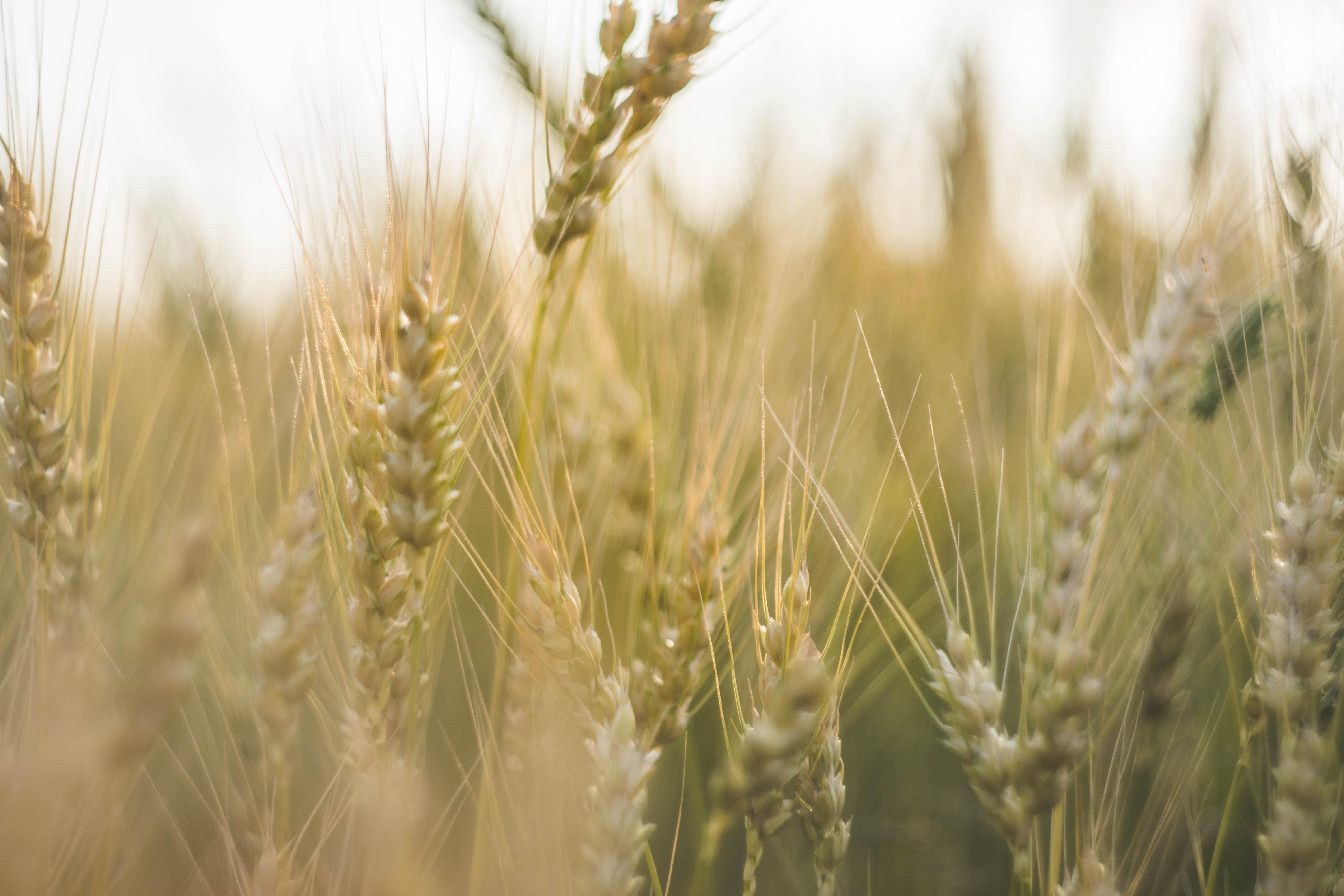 Україна має достатньо зерна, щоб прогодувати себе до кінця року, – ОП
