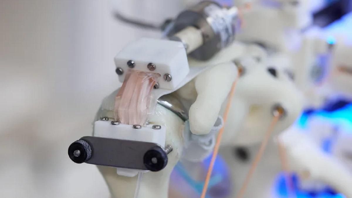 Вчені з Оксфорда навчилися вирощувати живі тканини у роботизованому скелеті - Техно