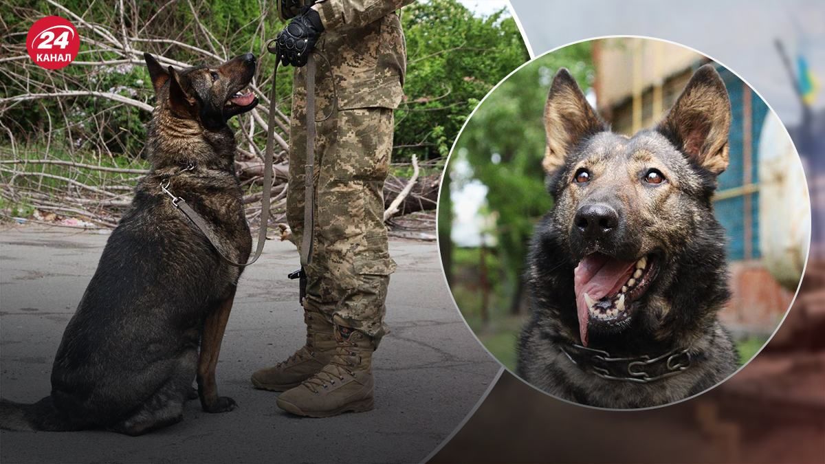 Знайшла чимало ворожих "подарунків": у розвідці розповіли про собаку-героїню війни Вєсту Знайшла чимало ворожих "подарунків": у розвідці розповіли про собаку-героїню війни Вєсту