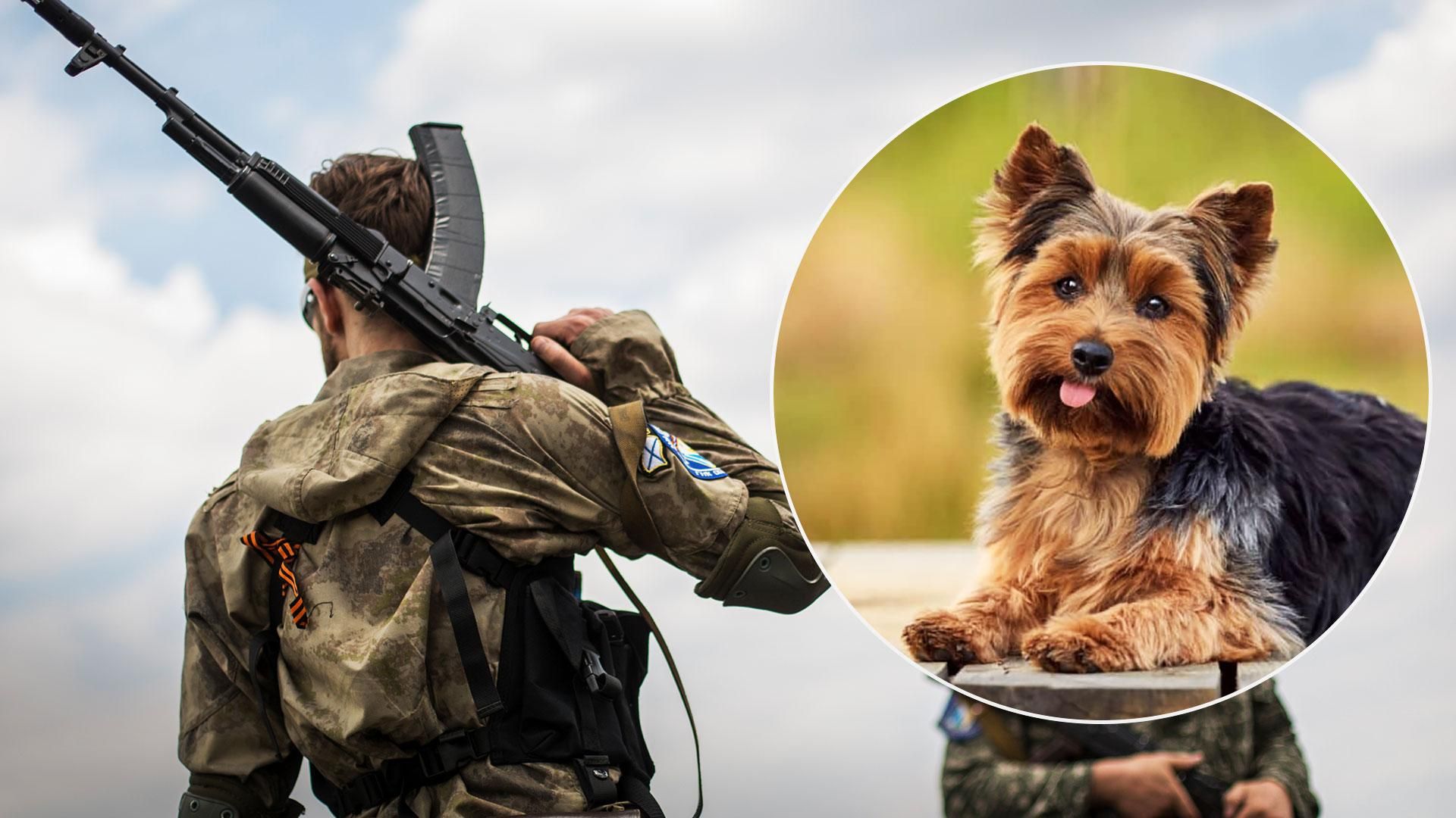 Оккупанты съели йоркширского терьера в Херсонской области Оккупанты съели йоркширского терьера в Херсонской области