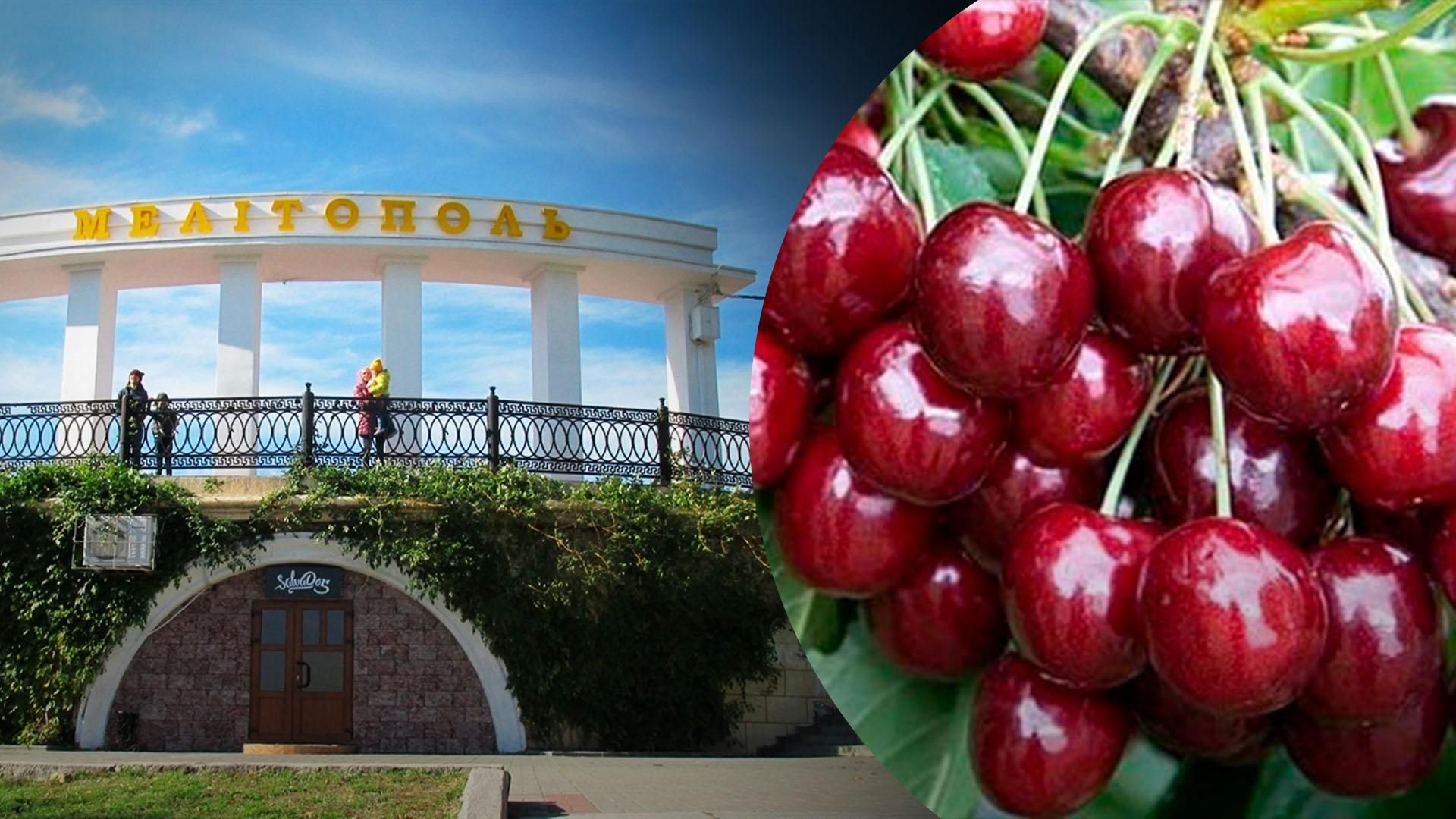 Не могут не воровать: оккупанты планируют конфисковать урожай мелитопольской черешни Не могут не воровать: оккупанты планируют конфисковать урожай мелитопольской черешни