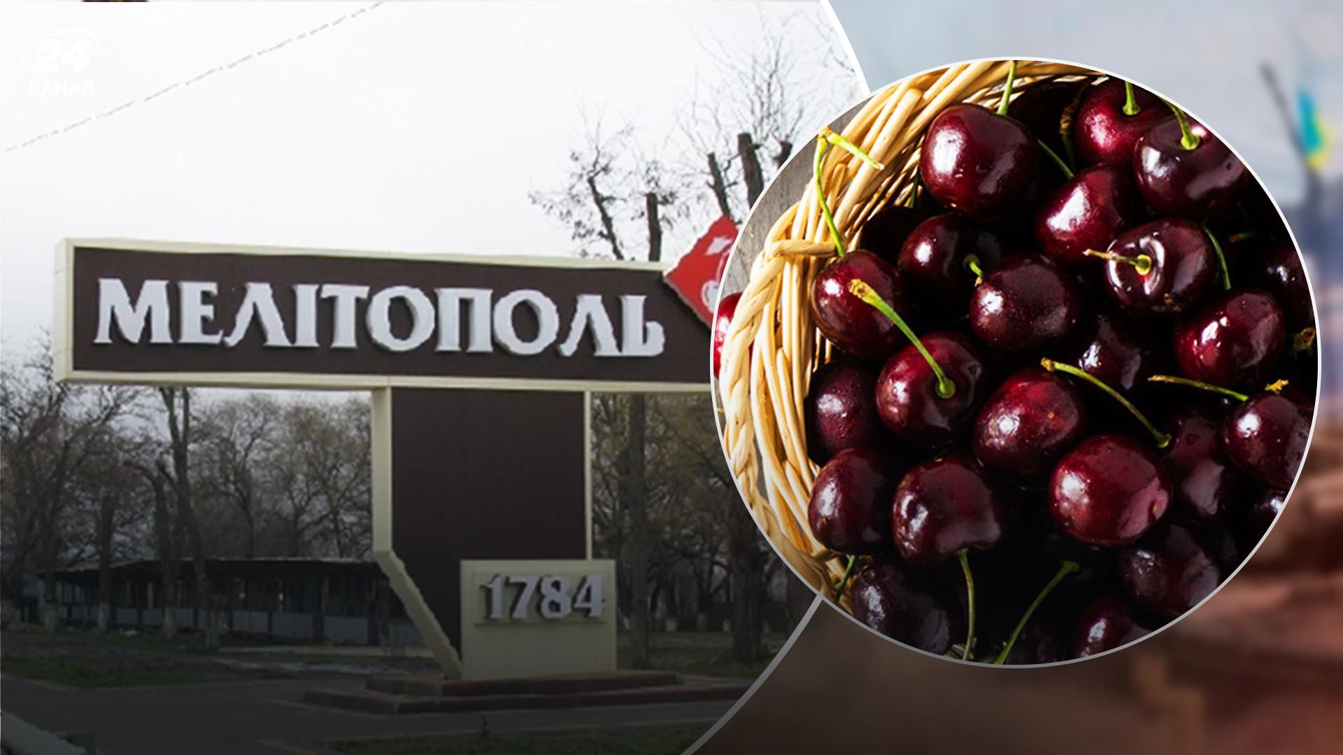 Окупанти влаштували бізнес на черешні з Мелітополя: хочуть вивезти в Крим