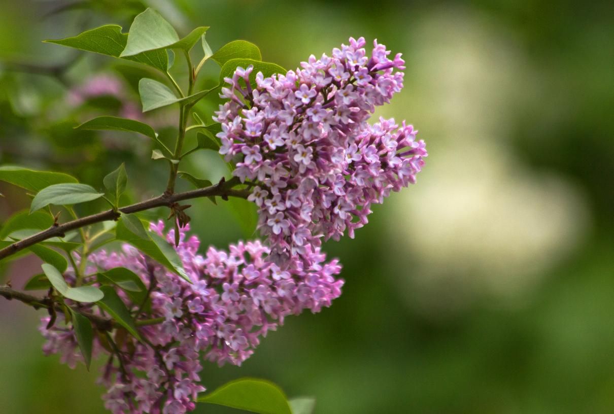 На Сході – грози, на решті територій – сонце: прогноз погоди на 3 червня На Сході – грози, на решті територій – сонце: прогноз погоди на 3 червня