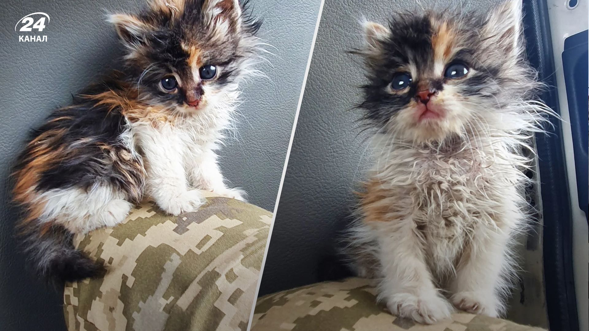 Кошеня Пушка стало талісманом для військового та зіркою соцмереж Кошеня Пушка стало талісманом для військового та зіркою соцмереж