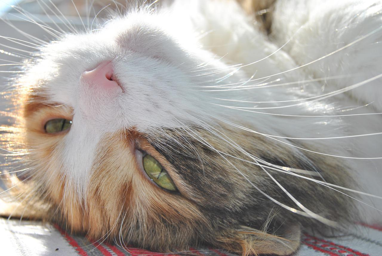 В Украине становится жарче: прогноз погоды в регионах на 7 июня