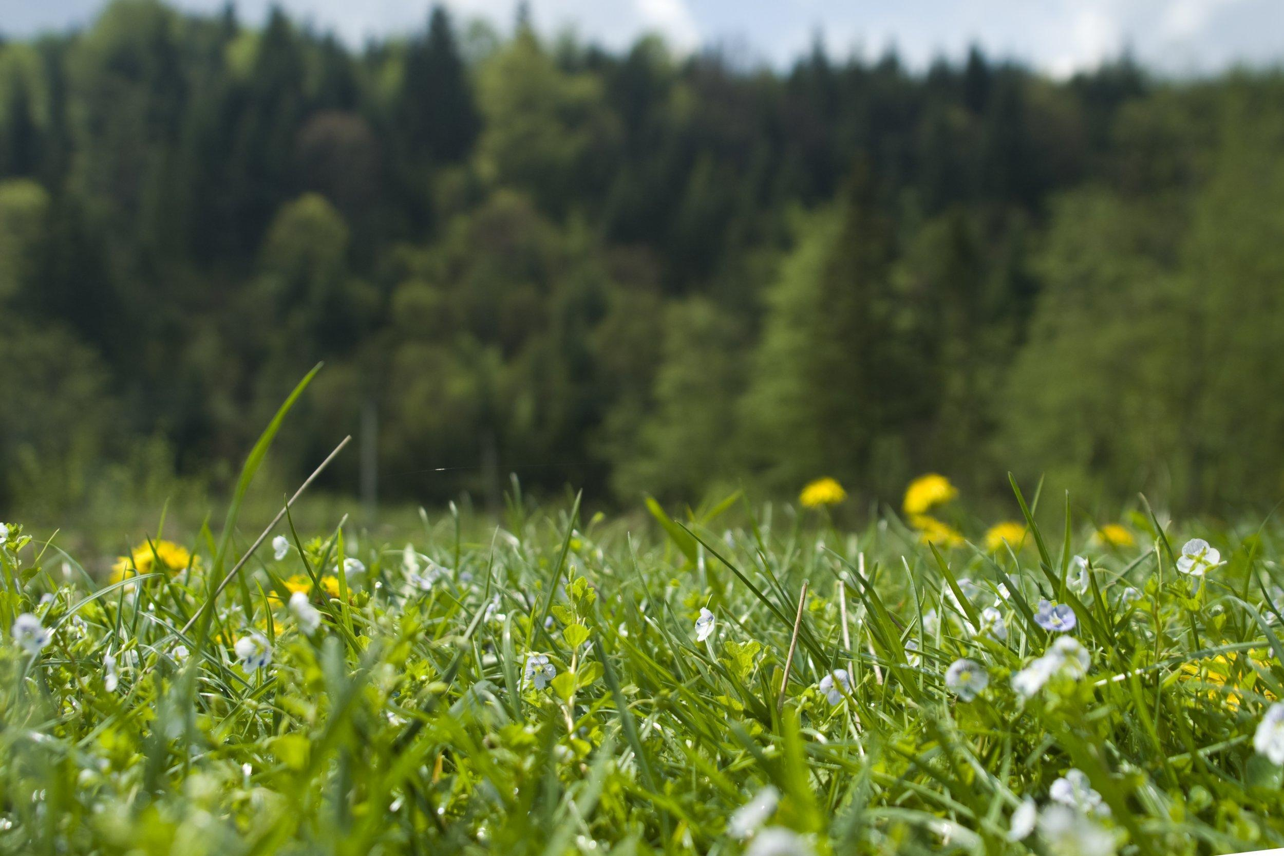 У Росії вже почали забороняти полювання: що відбувається