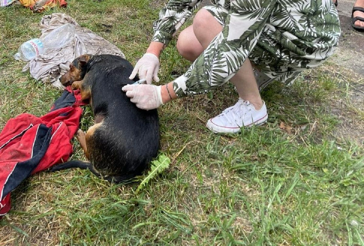 Закрыли на жаре: в Голосеевском районе Киева нашли автобус с мертвыми собаками Закрыли на жаре: в Голосеевском районе Киева нашли автобус с мертвыми собаками