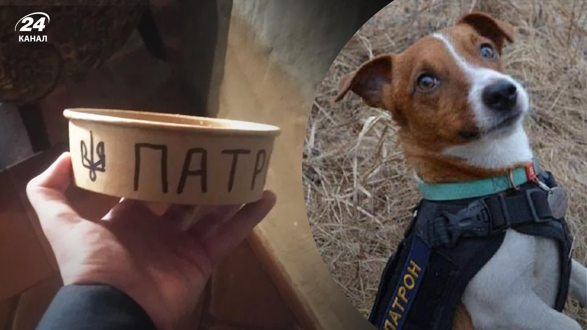 Во Львове за 15 тысяч гривен продают миску, из которой пил пес Патрон Во Львове за 15 тысяч гривен продают миску, из которой пил пес Патрон