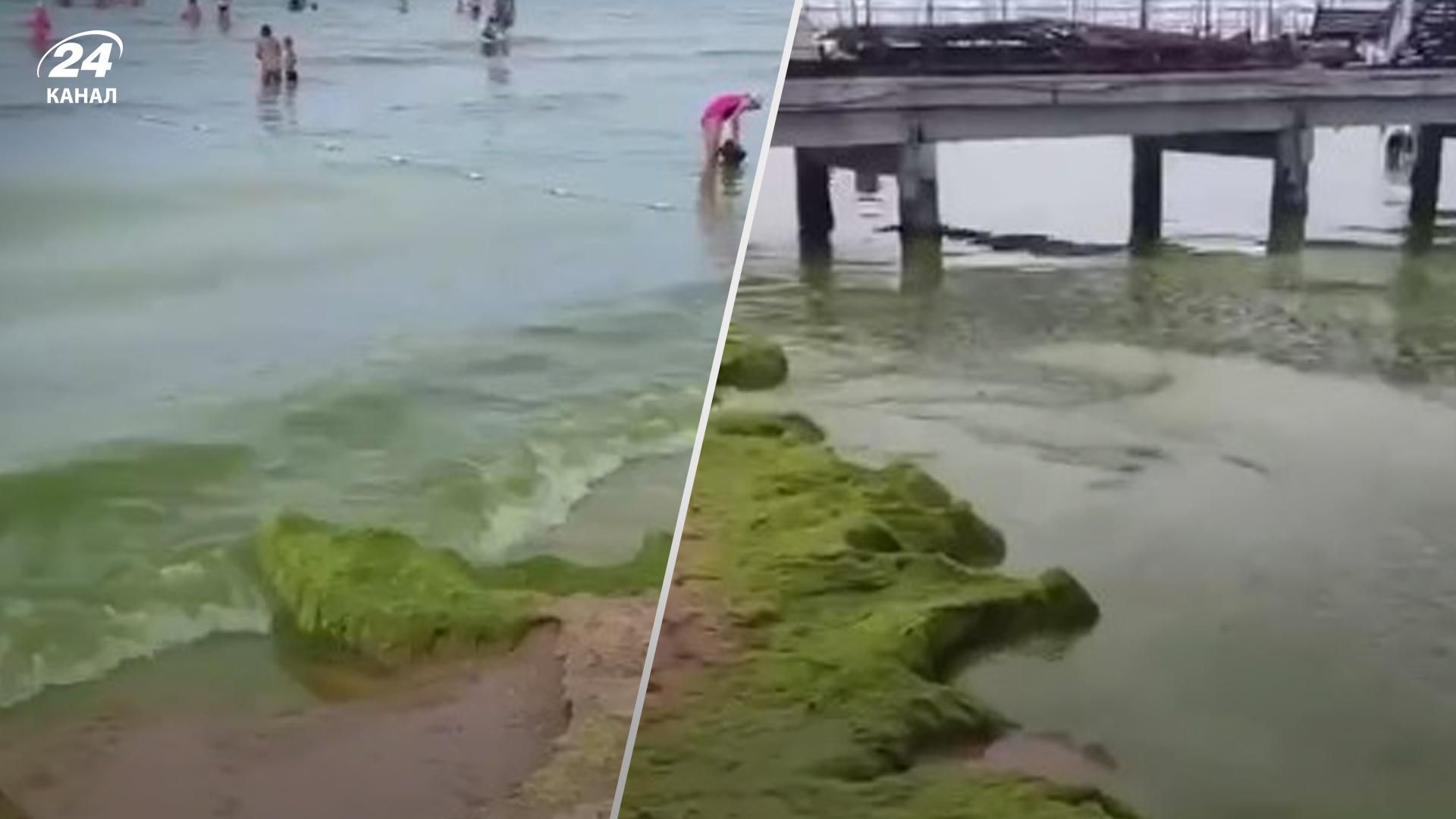 Море на курортах в Росії покрилося гидкою зеленою пліснявою: росіянам не звикати