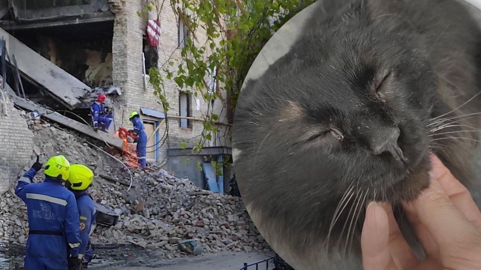 Из-под завалов на Киевщине вытащили очаровательного кота: чем он питался все это время – загадка
