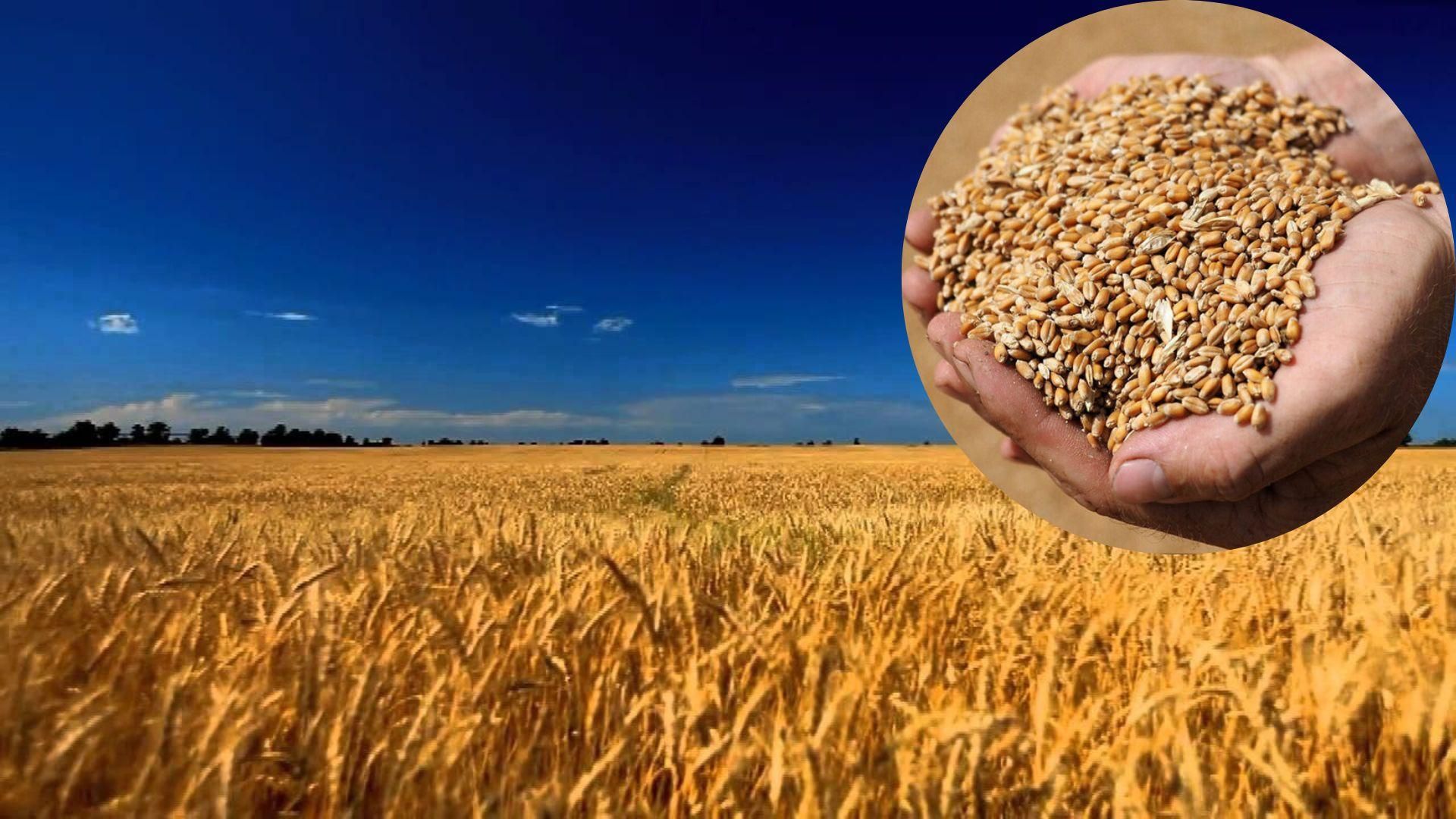 Посівні площі зменшилися на 25%: чи буде достатньо урожаю для українців Посівні площі зменшилися на 25%: чи буде достатньо урожаю для українців