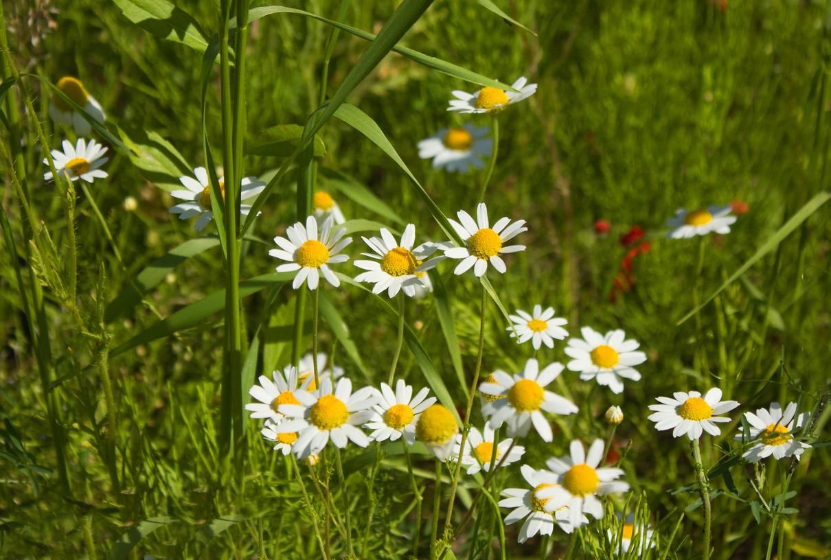 На Заході – прохолода, на Сході – грози: прогноз погоди на 15 червня На Заході – прохолода, на Сході – грози: прогноз погоди на 15 червня