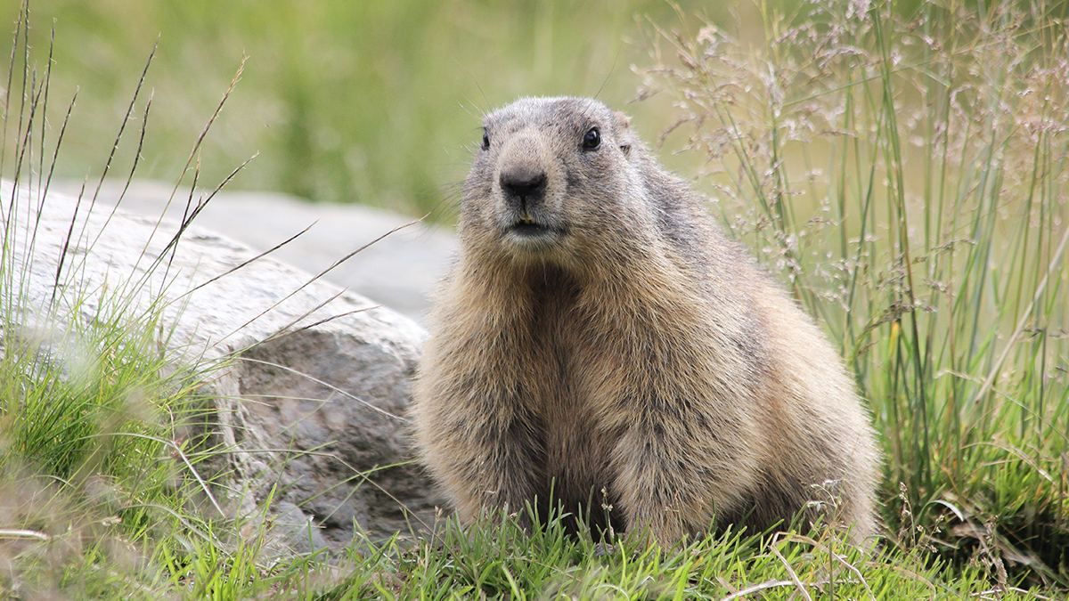 Сила природи бобер залишив без інтернету кілька міст у Канаді - Техно Сила природи бобер залишив без інтернету кілька міст у Канаді - Техно