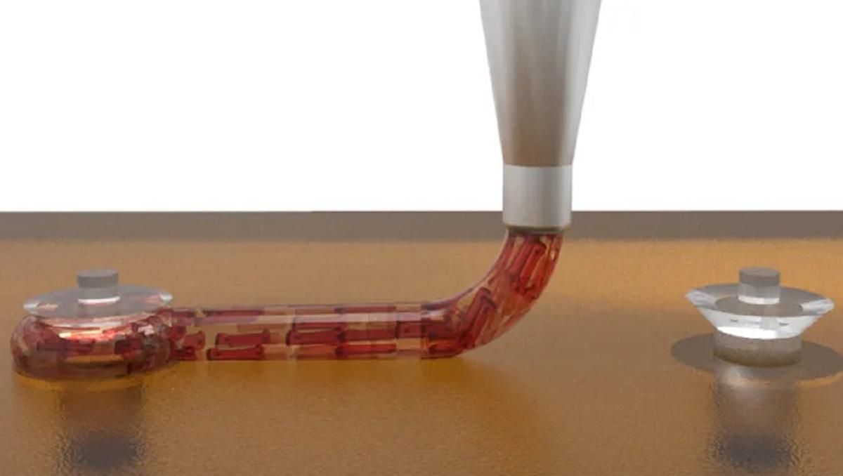 У Гарварді надрукували на 3D-принтері функціональну частину серця - Техно У Гарварді надрукували на 3D-принтері функціональну частину серця - Техно