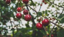 Где в Чехии можно бесплатно собирать черешню: онлайн-карта с фруктовыми садами