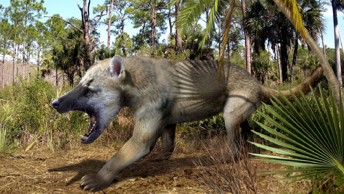 Во Франции обнаружили нижнюю челюсть гигантского амфиционида - Техно Во Франции обнаружили нижнюю челюсть гигантского амфиционида - Техно