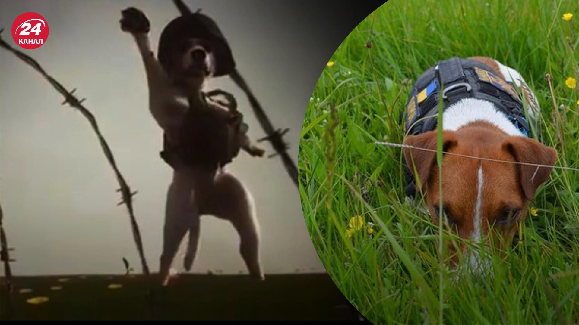 Танцы возле мин: пес Патрон возмущен мультиком о нем Танцы возле мин: пес Патрон возмущен мультиком о нем