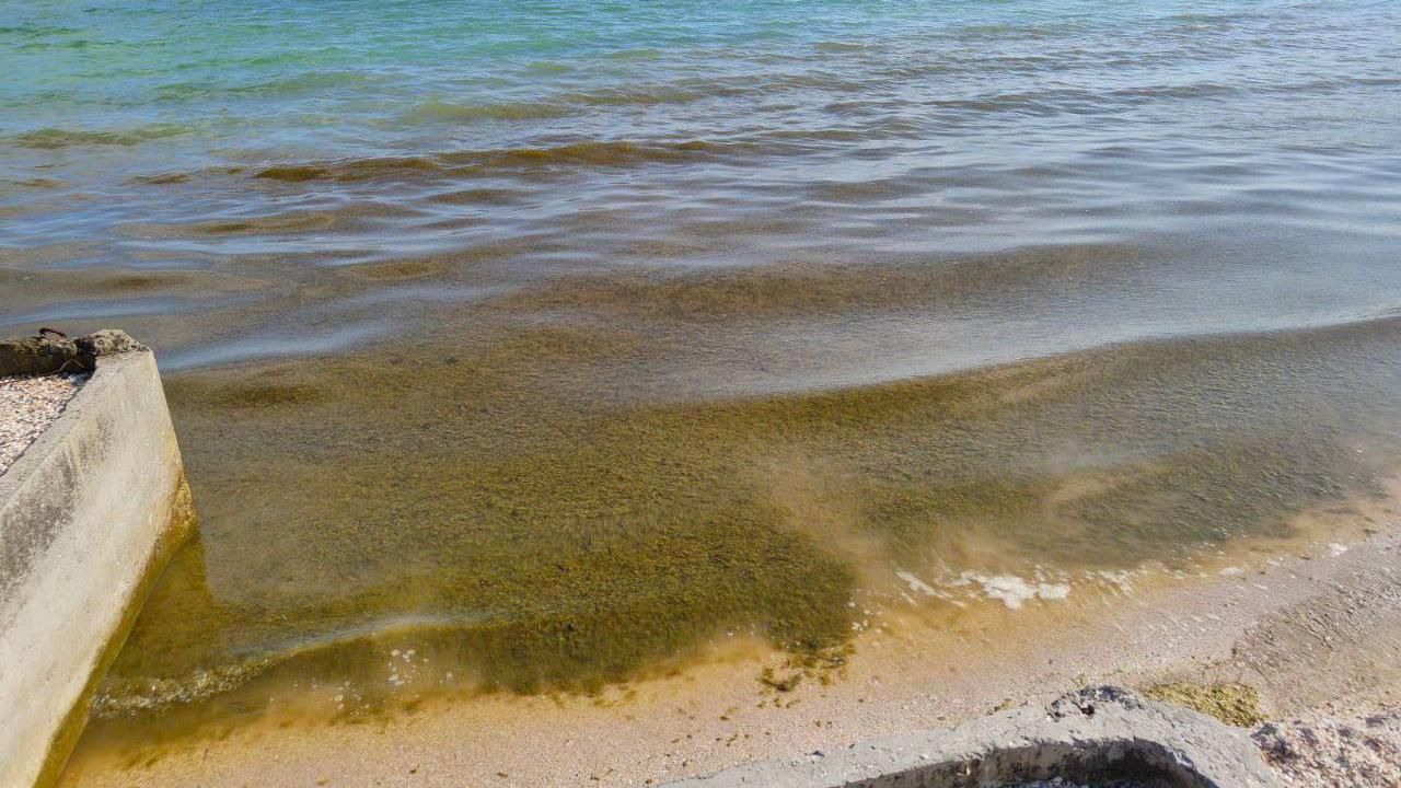 Вода перетворилася на болото: в окупованій Кирилівці море зацвіло й позеленіло Вода перетворилася на болото: в окупованій Кирилівці море зацвіло й позеленіло